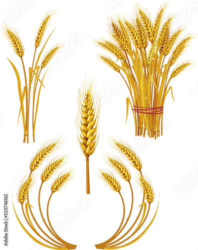 Spike of wheat