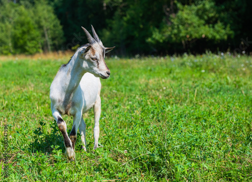 A young white with grey goat in sunny summer day on a field