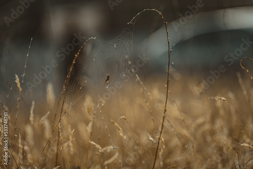 Spinne im nasssen Gras