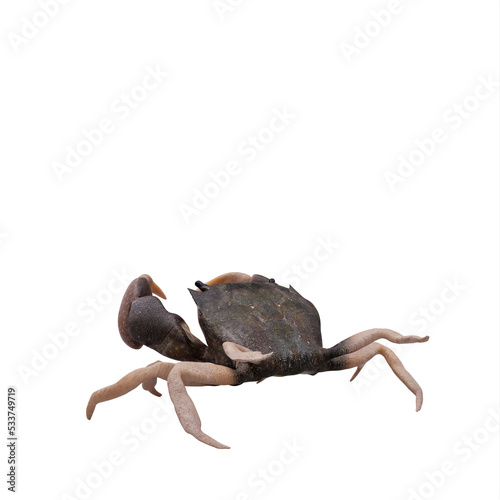 Rocky shore crab