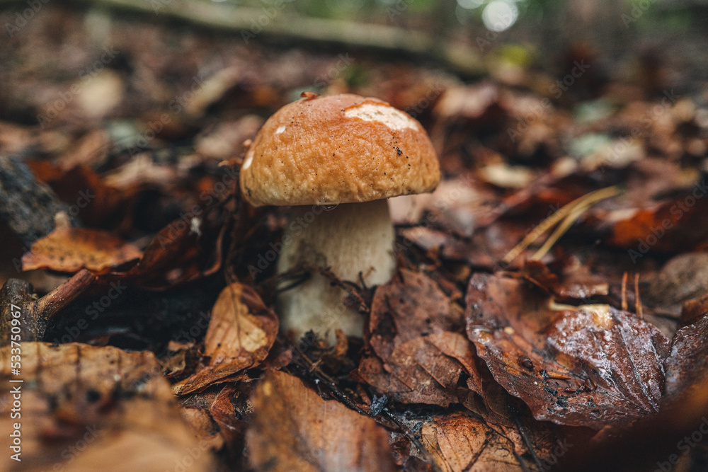 Finding fresh Porcini mushrooms in the forest Finding fresh Porcini mushrooms in the forest
