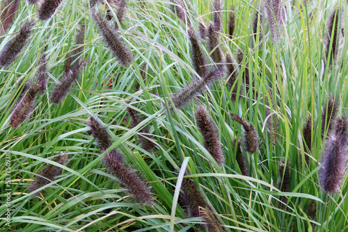 reeds in the grass