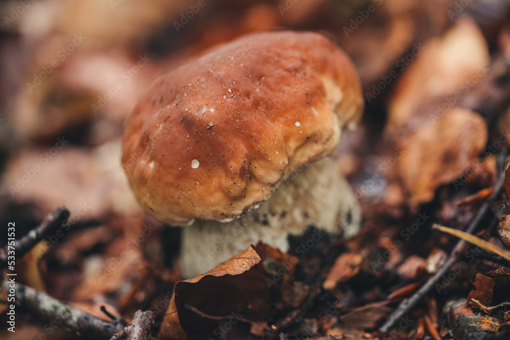 Findinf fresh Porcini mushrooms in the forest Findinf fresh Porcini mushrooms in the forest