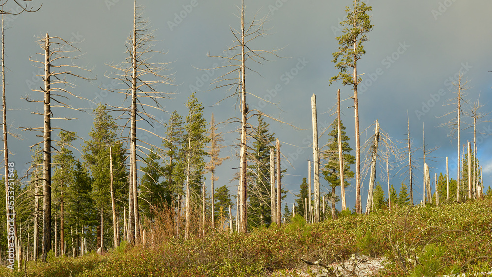 Panoramic view of dead forest after old fire in Oregon mountains at sunset.
