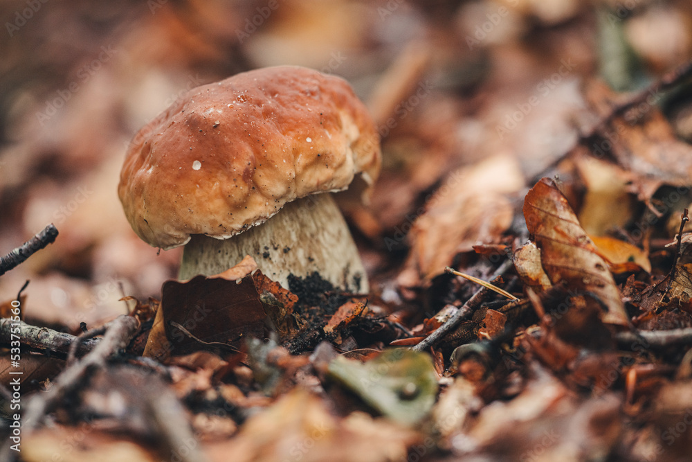 Findinf fresh Porcini mushrooms in the forest Findinf fresh Porcini mushrooms in the forest
