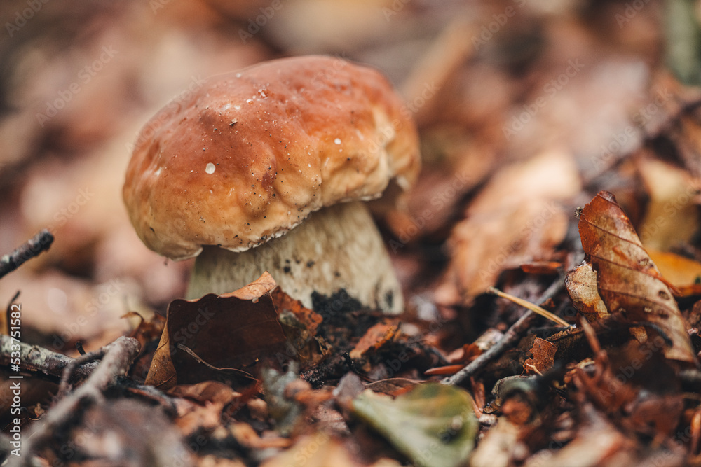 Findinf fresh Porcini mushrooms in the forest Findinf fresh Porcini mushrooms in the forest