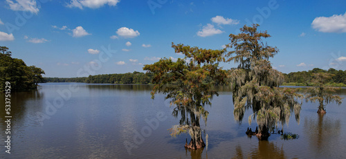 Louisiana Swamp bay and isolated cypress trees afternoon mid angle shot