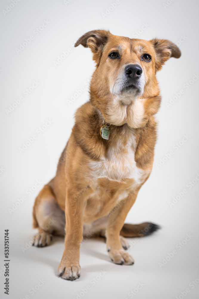Isolated Shepard mixed breed dog