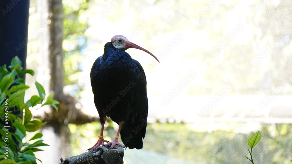 Naklejka premium Ave reposando en rama en zoo