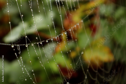  Autumn blurred background: white web lines with dew drops on a blurred colorful background