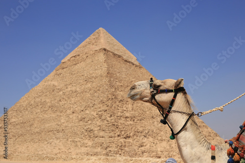 Camel and the Pyramids of Giza in Egypt