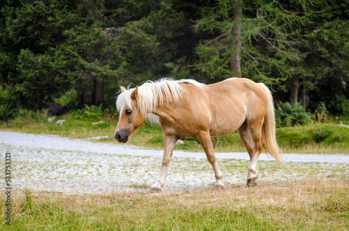 Red brown horse with a white mane is walking on a meadow in the Italian Alps  in summer on green grass against a background of forest