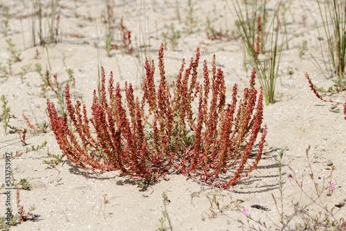 Plants of Rumex bucephalophorus on a sand dune