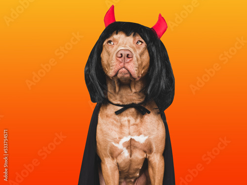 Charming  lovable brown dog  fancy dress and devil horns. Bright background. Close-up  indoors. Studio shot. Congratulations for family  relatives  loved ones  friends and colleagues. Pet care concept