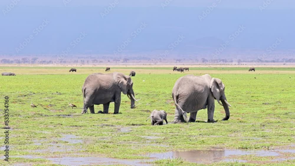 Closeup view on african elephant family crossing swamp territory or small lake together with little elephant baby while eating grass Closeup view on african elephant family crossing swamp territory or small lake together with little elephant baby while eating grass