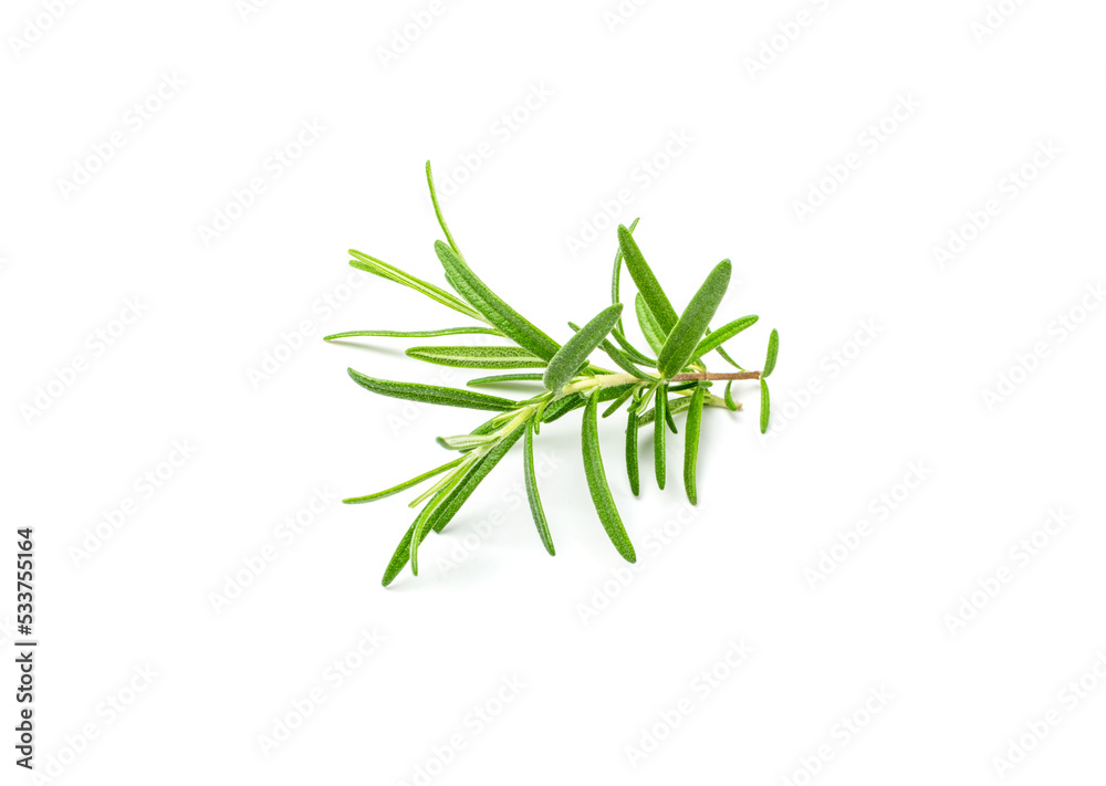 Fresh Rosemary Twig, Romarin Sprig Isolated Fresh Rosemary Twig, Romarin Sprig Isolated