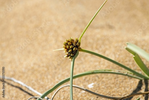 The sedge species Cyperus capitatus photo