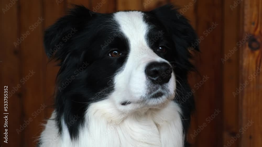 Funny portrait of puppy dog border collie indoors. Cute pet dog resting playing at home. Pet animal life concept Funny portrait of puppy dog border collie indoors. Cute pet dog resting playing at home. Pet animal life concept
