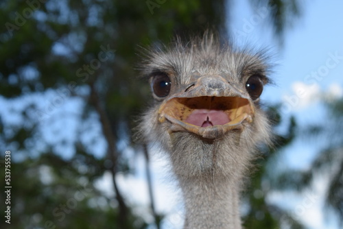 ostrich face close up with trees background © Nature Photos