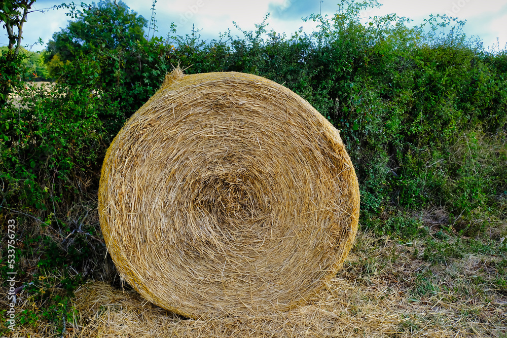 Round hay bale against a background of green shrubbery Round hay bale against a background of green shrubbery