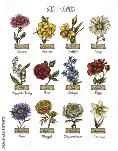 Vintage birth month flowers, Birth flowers, magic floral illustration