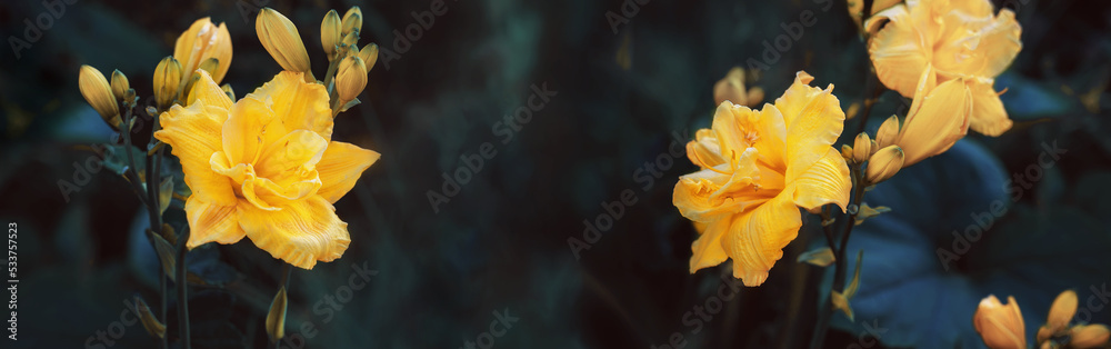 yellow flowers of a large double daylily close-up in the garden. Natural natural background of flowers. yellow flowers of a large double daylily close-up in the garden. Natural natural background of flowers.