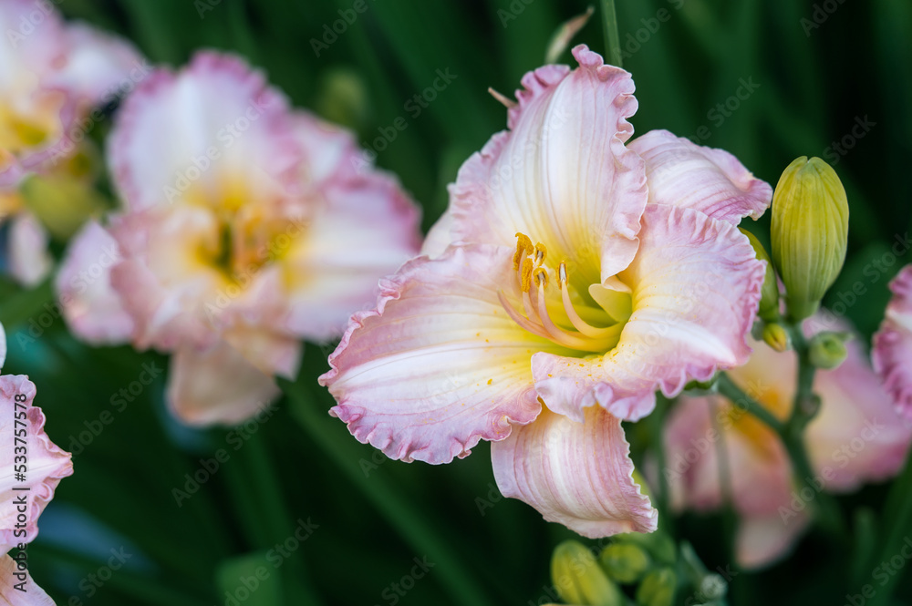 Fototapeta premium pink daylily flowers with Frosted Vintage Ruffled close-up in the garden. Natural natural background of flowers