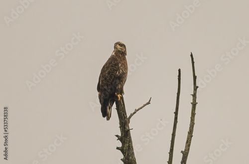 Fotografía Lone bird of prey perched on a leafless tree
