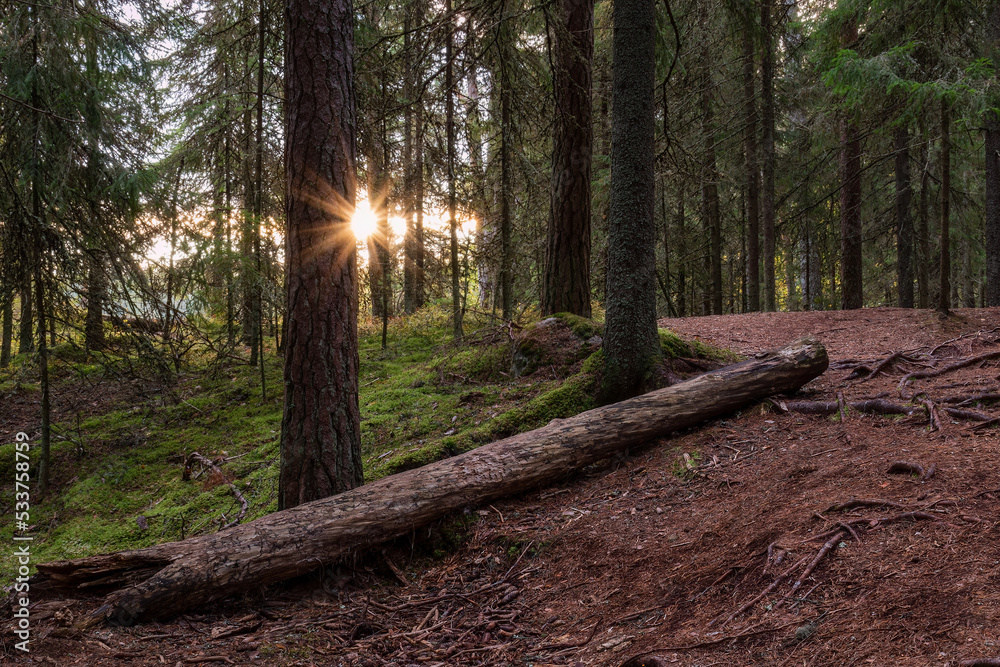The morning sun shining from between the trees in the pine forest in Scandinavia with fallen tree in the foreground..Autumn in Lapakisto Nature reserve, Lahti, Finland The morning sun shining from between the trees in the pine forest in Scandinavia with fallen tree in the foreground..Autumn in Lapakisto Nature reserve, Lahti, Finland