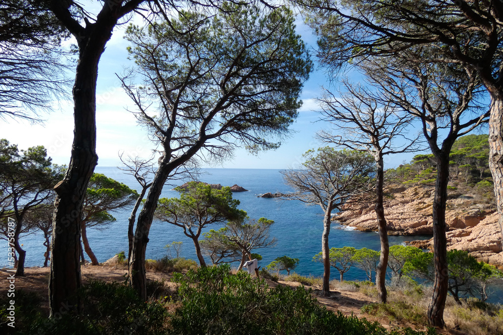 Pines, rocks and cliffs on the catalan costa brava in the mediterranean sea Pines, rocks and cliffs on the catalan costa brava in the mediterranean sea