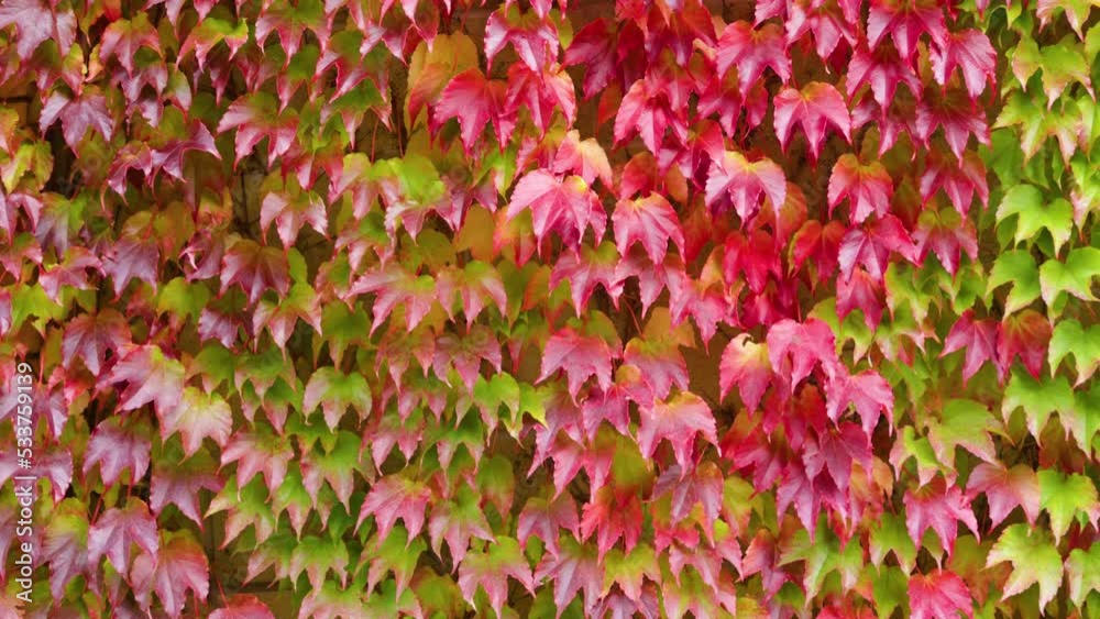 Autumn Red foliage boston ivy on a building exterior of a waving in wind Autumn Red foliage boston ivy on a building exterior of a waving in wind