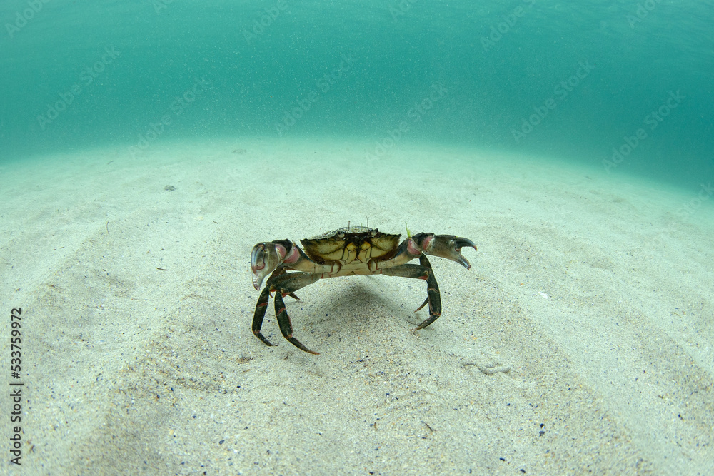 Obraz premium Velvet swimming crabs is walking on the bottom. Diving in Scotland water. Nature in Europe. 