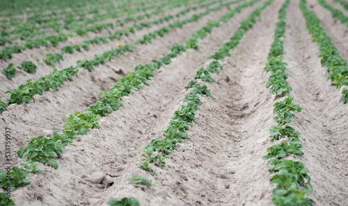 Emerging potatoes. Young potato plants in ridges, agricultural cultivation in spring.