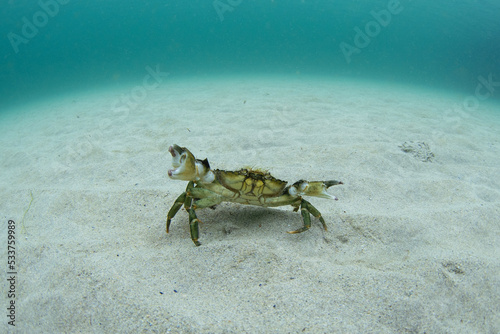 Photography Velvet swimming crabs is walking on the bottom