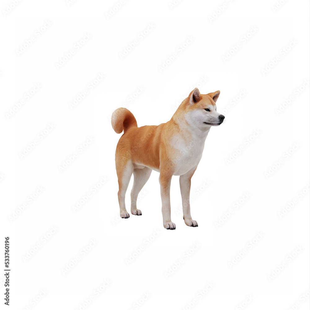 Akita Dog