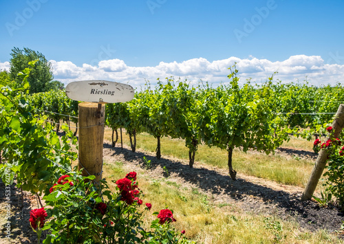 A Riesling sign with red roses below at the entrance to a vineyard in Niagara on the Lake, Canada.