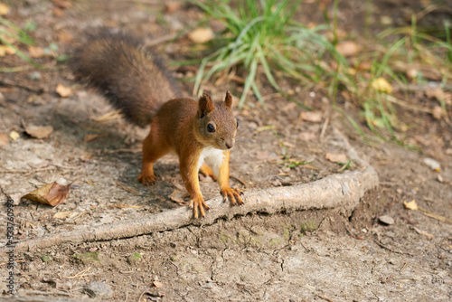 Fluffy red squirrel on the ground close-up.