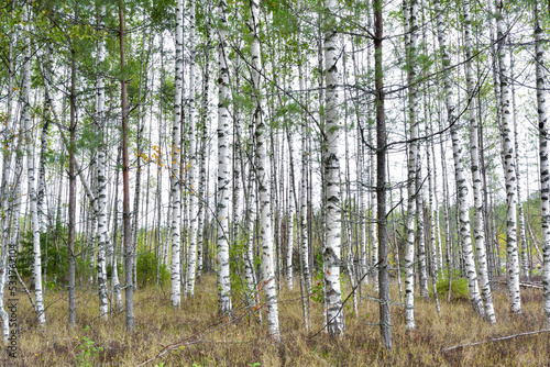View of a beautiful birch grove in the forest. Trunks of white birches in autumn.