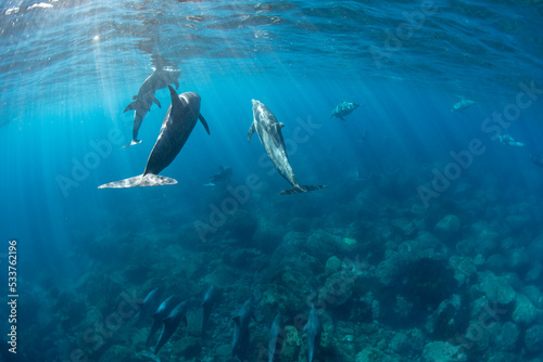 wildlife dolphins landscape