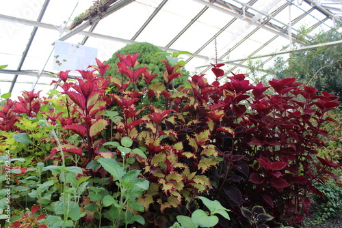 Inside A Green House, That's In Full Bloom. 