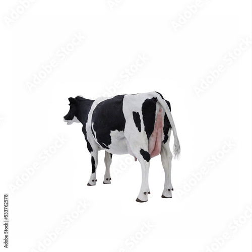 Cow isolated