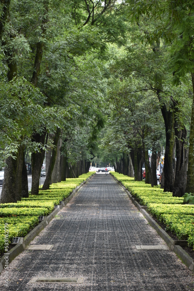 Tree-Lined Urban Walking and Cycling Path in Mexico City Tree-Lined Urban Walking and Cycling Path in Mexico City