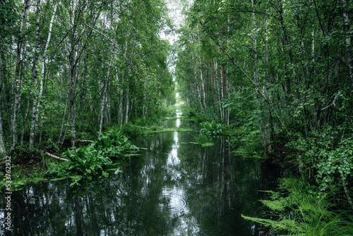 Fototapeta Naklejka Na Ścianę i Meble -  Swamp in the forest