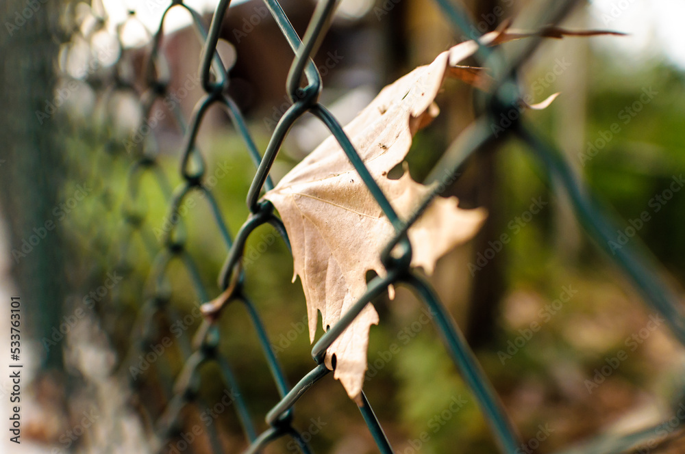 fence in a garden with dry brown autumn leaf bokeh background fence in a garden with dry brown autumn leaf bokeh background