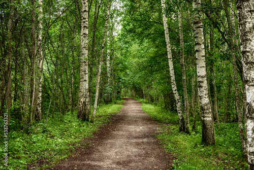 Dark birch forest