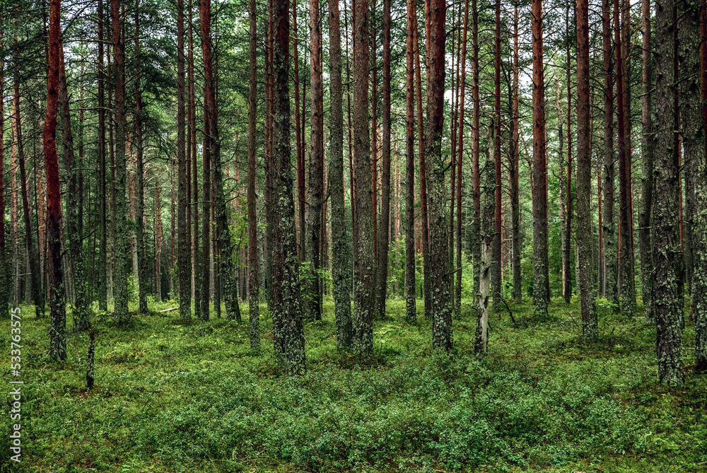 Dark pine forest Dark pine forest