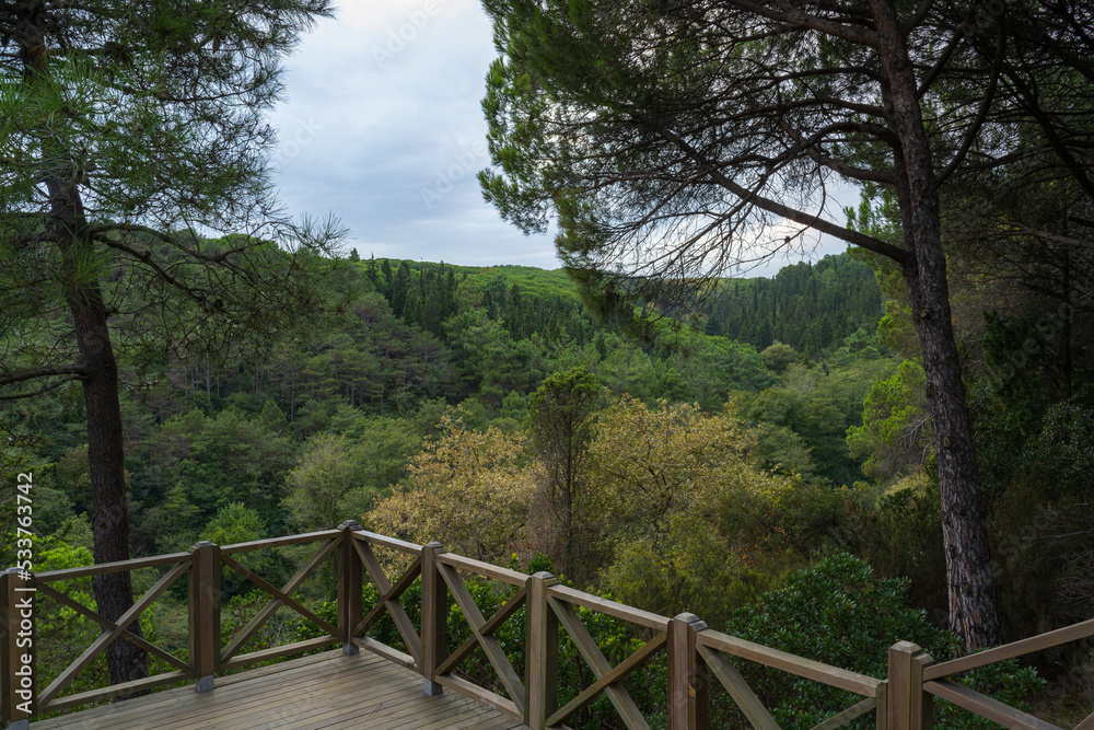 Quiet forest, hiking and forest scenery. Quiet soil road in the forest. public park Quiet forest, hiking and forest scenery. Quiet soil road in the forest. public park