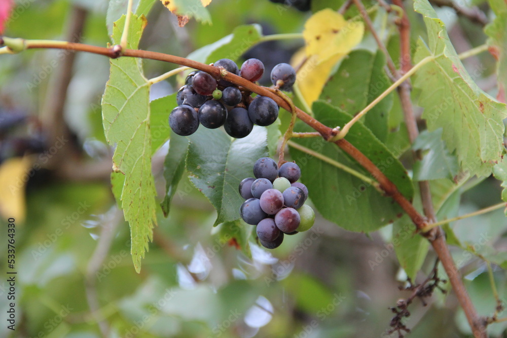 
natural black grapes