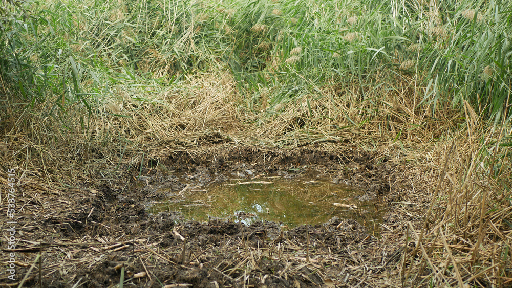Puddle swamp dig out build an amphibian breeding new excavate pond by hand. Wetland marsh bog with high biodiversity tree frog morass, fire-bellied toad and common spadefoot. Digging pool spade