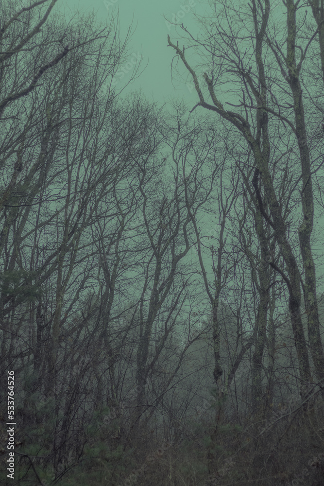 Vertical view of a scary and cold forest with many thin trees. Massachusetts, United States. Vertical view of a scary and cold forest with many thin trees. Massachusetts, United States.